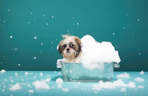 Make Sure the Shampoo is Puppy-Safe for Little Ones
