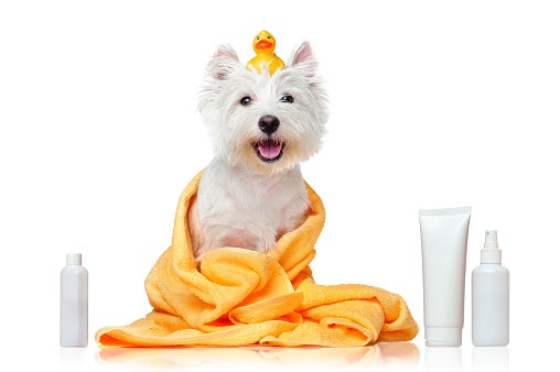 Dry Shampoo for Senior Dogs and Pups Who Hate Water