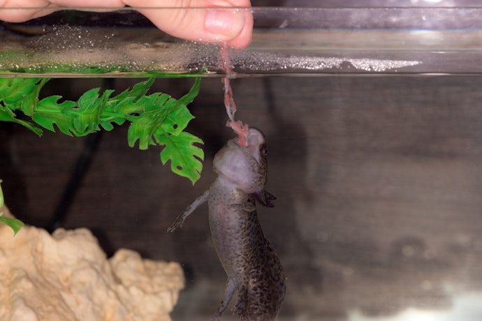 Live Food Mimics an Axolotl’s Diet in the Wild 