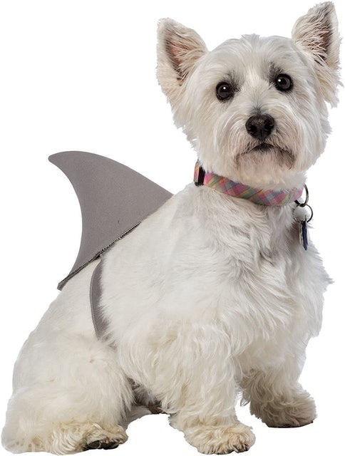 Rasta Imposta  Sharknado Shark Fin Dog Costume 1