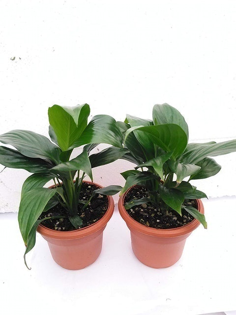 JM BAMBOO Peace Lily Plant (Spathiphyllum) 1