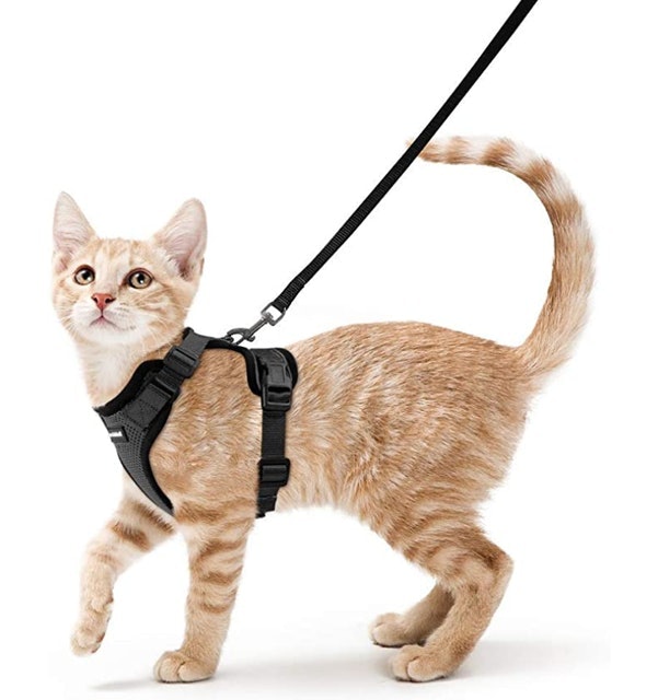 kitty holster walking vest