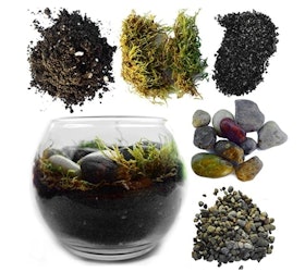 10 Best Terrarium Kits in 2022 (Hirt's Gardens and More) 4