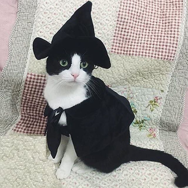 Lanyar Witch/Wizard Costume for Dogs & Cats 1