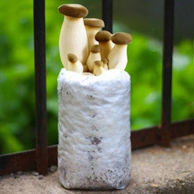 Top 10 Best Mushroom Grow Kits in 2021 2