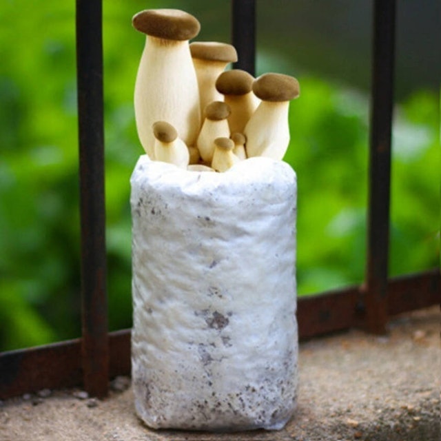 QH Mushroom Farm King Oyster Mushroom Grow Kit 1