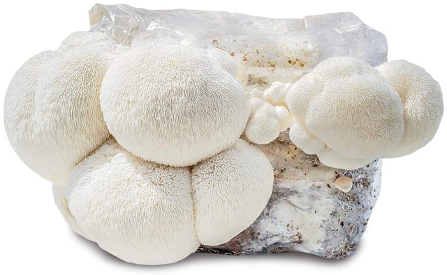 Michigan Mushroom Company Grow Your Own Mushrooms Kit 1