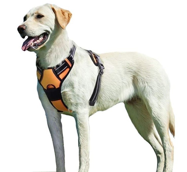 10 Best NoPull Dog Harnesses in 2022 (PetSafe and More) mybest
