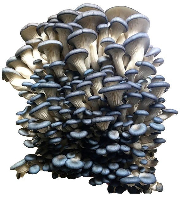 Bluff City Fungi Oyster Mushroom Kit 1