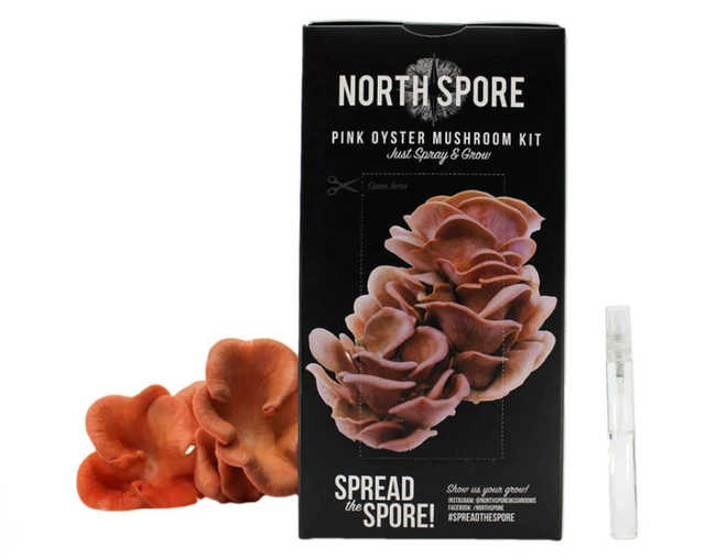 North Spore Grow Your Own Pink Oyster Mushrooms 1
