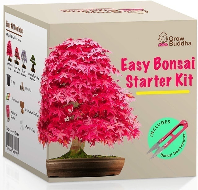 Grow Buddha  Easy Bonsai Starter Kit  1