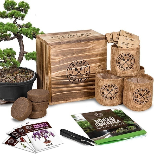 Garden Republic Bonsai Tree Seed Starter Kit 1
