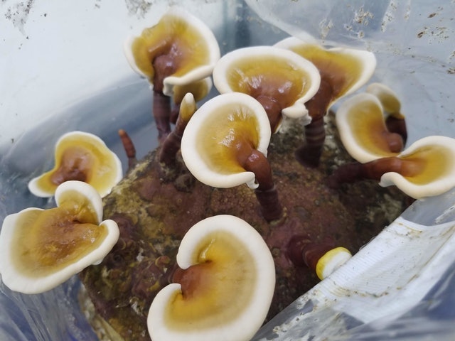 MycTyson Mushrooms Organic Red Reishi Mushroom Growing Kit 1