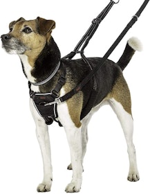10 Best No-Pull Dog Harnesses in 2022 (PetSafe and More) 1