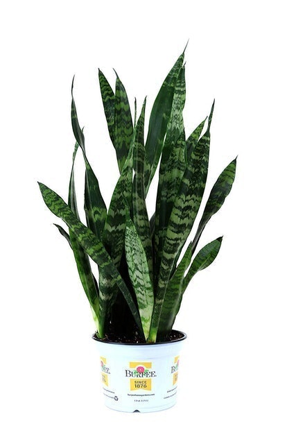 Top 10 Best Indoor Plants For Air Quality In 2021 Hirt S Gardens Jm Bamboo And More Mybest