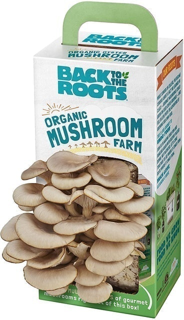 Back to the Roots Organic Mushroom Farm 1