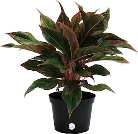 Top 10 Best Indoor Plants for Air Quality in 2021 (Hirt's Gardens, JM Bamboo, and More) 4