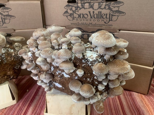 Sno Valley Mushrooms Shiitake Mushroom Growing Kit 1