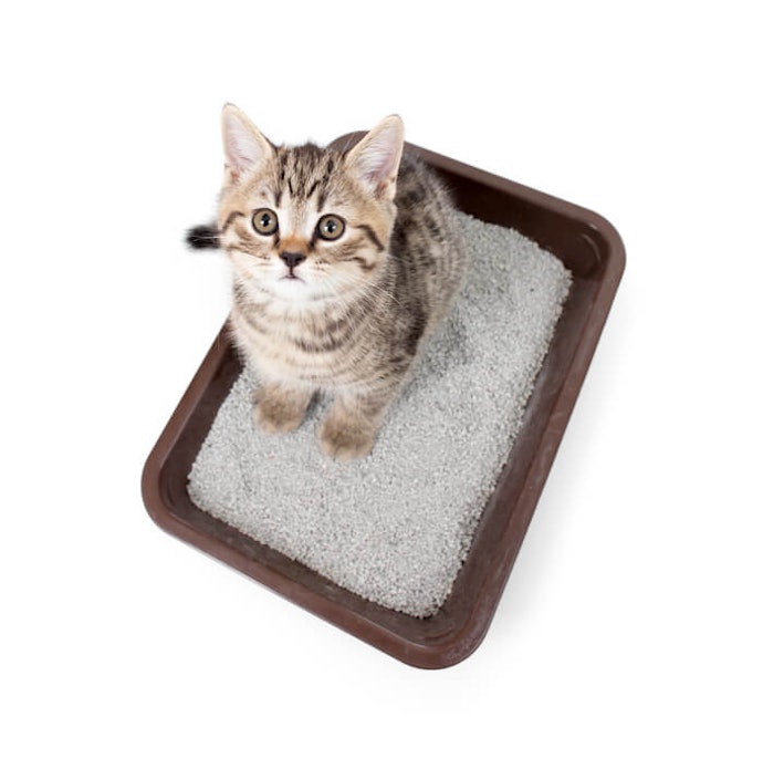Get Odor-Absorbing, Unscented Litter Since Cats Have Sensitive Noses