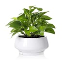 10 Best Pots for Indoor Plants in 2022 (La Jolie Muse, Southern Patio, and More)