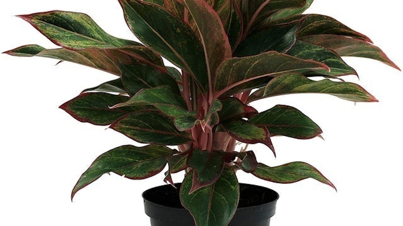 Top 10 Best Indoor Plants for Air Quality in 2022 Hirt s Top 10 Best Indoor Plants for Air Quality in 2022 Hirt s