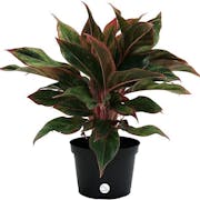 10 Best Indoor Plants for Air Quality in 2022 (Master Gardener-Reviewed)
