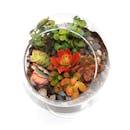 10 Best Terrarium Kits in 2022 (Hirt's Gardens and More)