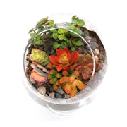 Top 10 Best Terrarium Kits in 2021 (Hirt's Gardens and More)
