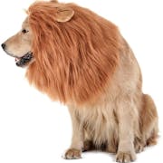 10 Best Dog Halloween Costumes in 2022 (Rubie's, Animal Planet, and More)