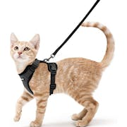 10 Best Cat Harnesses in 2022 (Kitty Holster, rabbitgoo, and More)